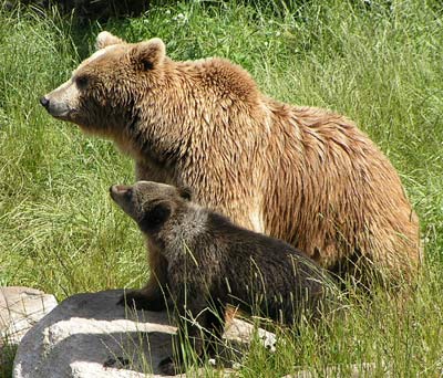 Mamma bear with her cub