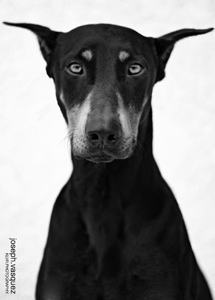 Doberman looking mean