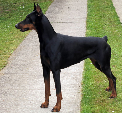 Doberman Pinscher guard dog