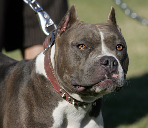 A Pitbull dog looking mean