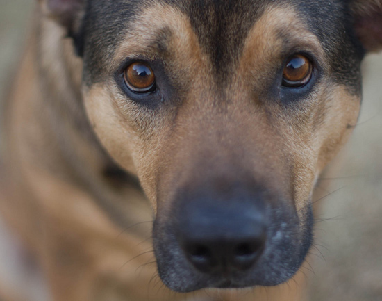 Dogs for home security - Close up of regular dog