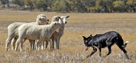 A wolf or sheepdog herding a group of  sheep