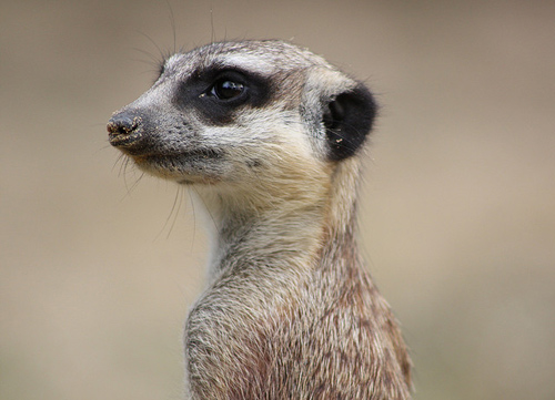 Awareness - Meerkat watching out for predators