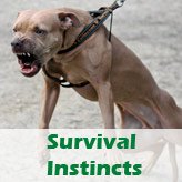 Survival Instincts